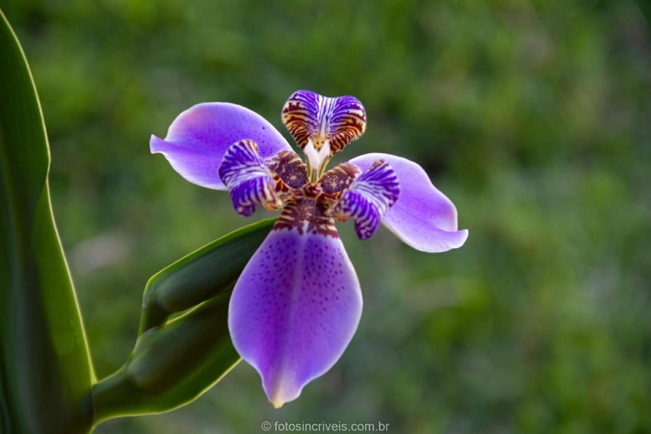 Pousada Natureza Divina Paraty Luaran gambar